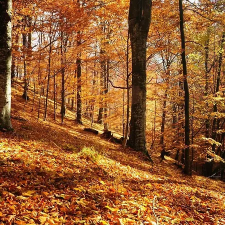 Couette-café Les Lits De Nohaipré Rendeux